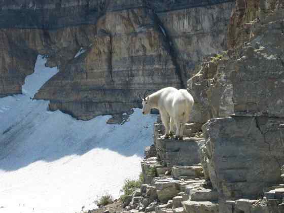 北美洲独有的本土羊类——石山羊 Oreamnos americanus