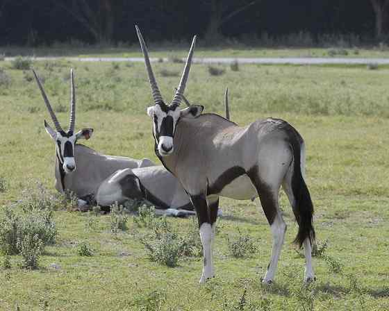 博茨瓦纳沙漠中的羚羊  南非长角羚