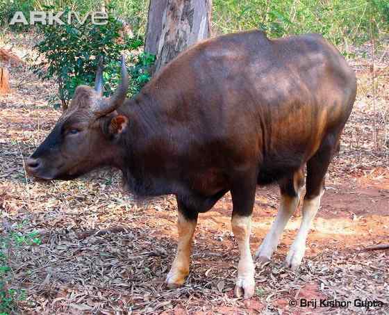 《西游记》中牛魔王的原型  白肢野牛