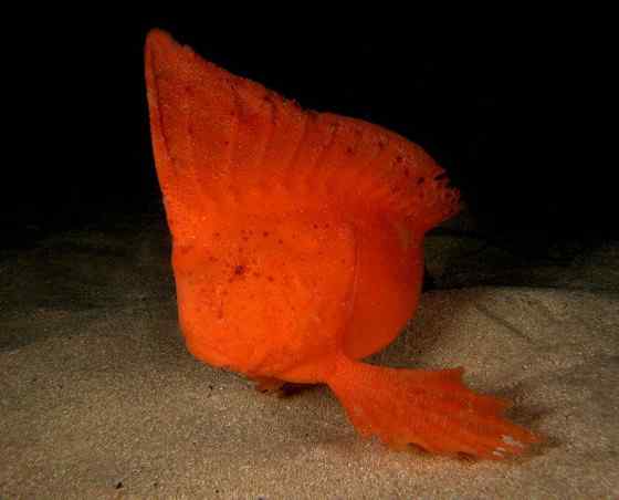 漂亮的罕见的“印第安鱼”  丑鲉