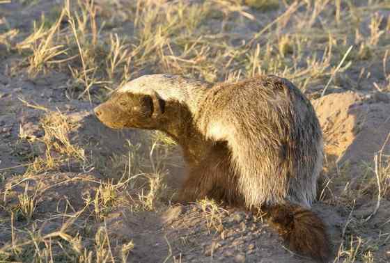 吃蜂蜜不要命的蜜獾