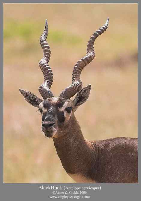 漂亮的羚羊  印度羚