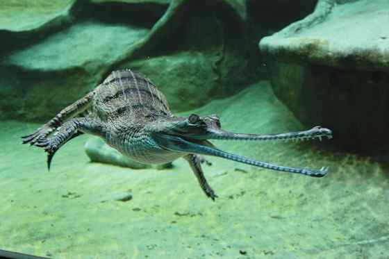 大型鳄鱼 食鱼鳄