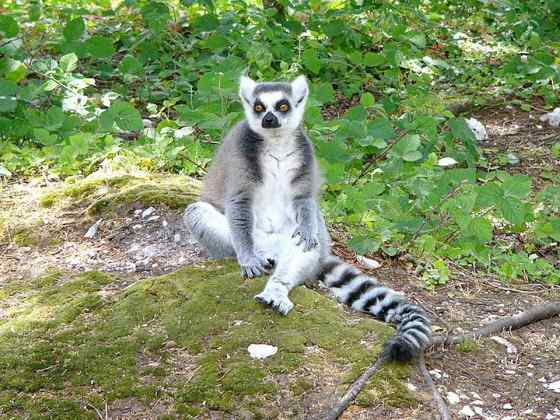 著名的马达加斯加狐猴  环尾狐猴