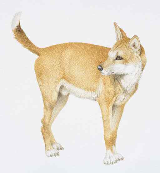 澳洲野狗 最著名的外来入侵物种