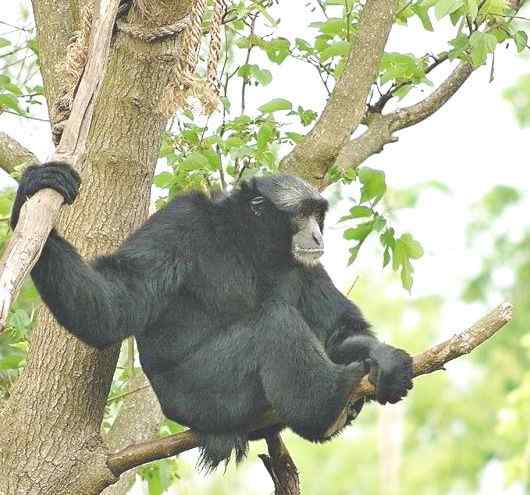 体型最大的长臂猿——马来亚长臂猿