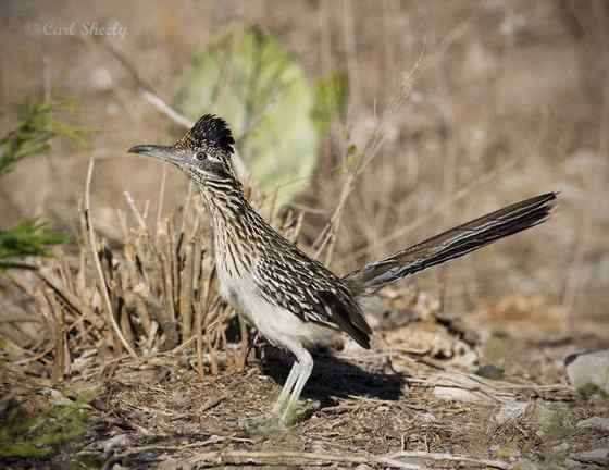 捉蛇抓蛇吃蛇的鸟  走鹃
