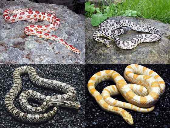 玉米锦蛇 粟米蛇、玉米蛇、红鼠蛇