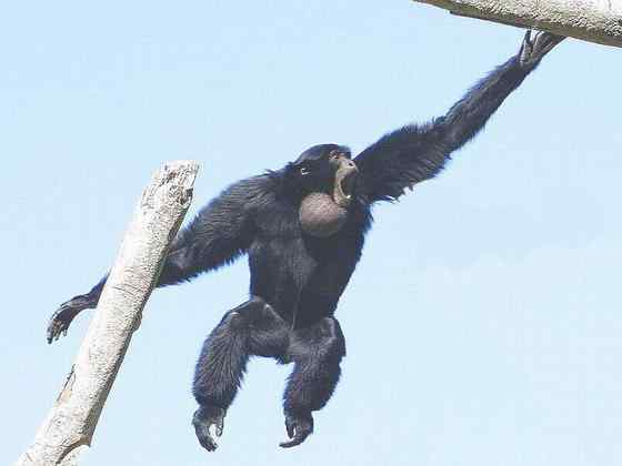 体型最大的长臂猿——马来亚长臂猿