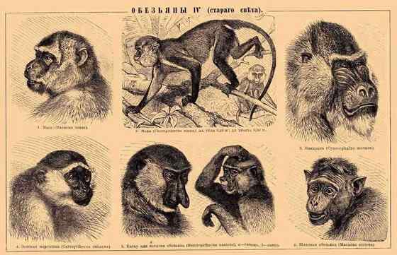 非洲特有的灵长目动物  黑白疣猴