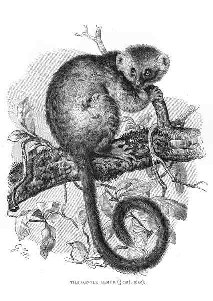 一生离不开竹子  马达加斯加 金竹驯狐猴