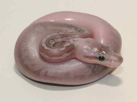 球蟒 受惊时会卷成球状的蟒蛇