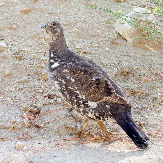 艾草榛鸡 北美洲体型最大的松鸡 发情时极度活跃