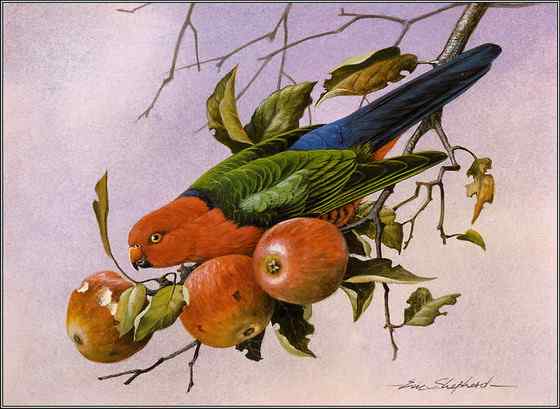 澳洲王鹦鹉 Alisterus scapularis 生性开朗 澳洲王鹦鹉 Alisterus scapularis 生性开朗