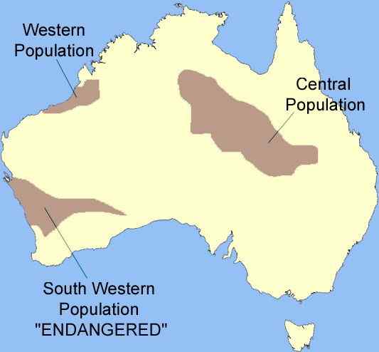 沙漠中的蟒蛇——兰氏盾蟒 Aspidites ramsayi 沙漠中的蟒蛇——兰氏盾蟒 Aspidites ramsayi