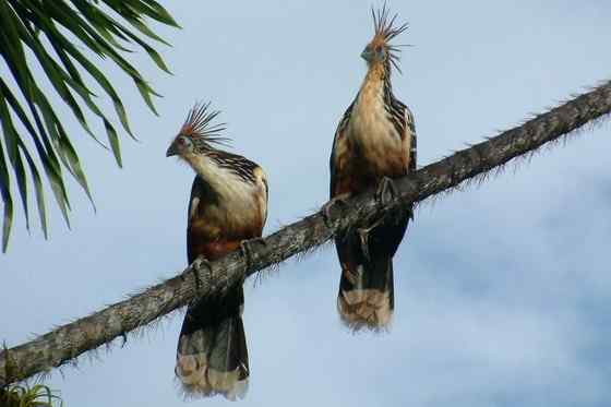 最原始的鸟类之一 圭亚那国鸟 麝雉 
