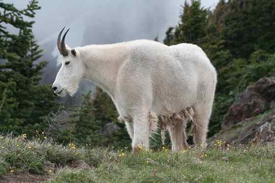 北美洲独有的本土羊类——石山羊 Oreamnos americanus