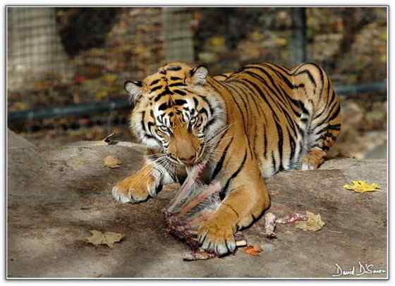 无情未必真豪杰， 怜子如何不丈夫？  苏门答腊虎