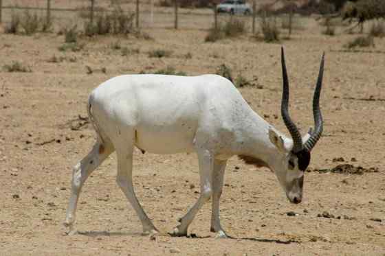 旋角羚 Addax nasomaculatus 旋角羚 Addax nasomaculatus
