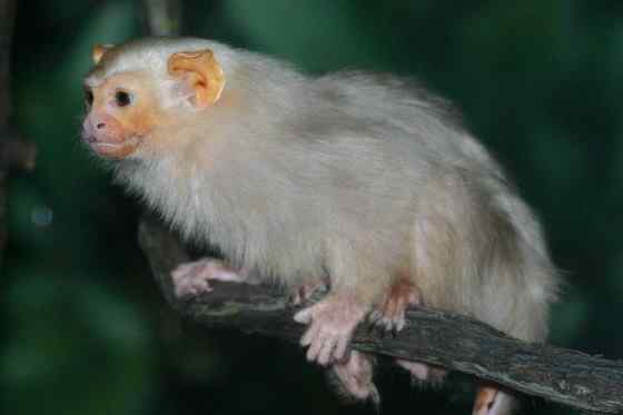 世界上体型最小的猴子之一  银狨