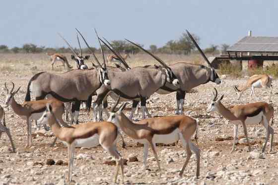 博茨瓦纳沙漠中的羚羊  南非长角羚