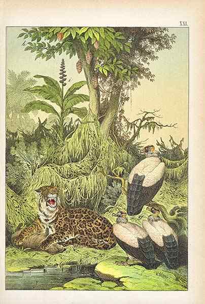 世界上最大的啮齿目动物——水豚 世界上最大的啮齿目动物——水豚