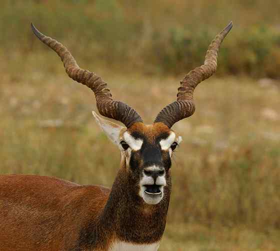 漂亮的羚羊  印度羚