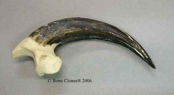 头上长角的猛禽  角雕 Harpia harpyia