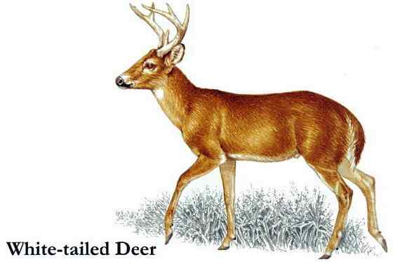 维吉尼亚鹿 白尾鹿