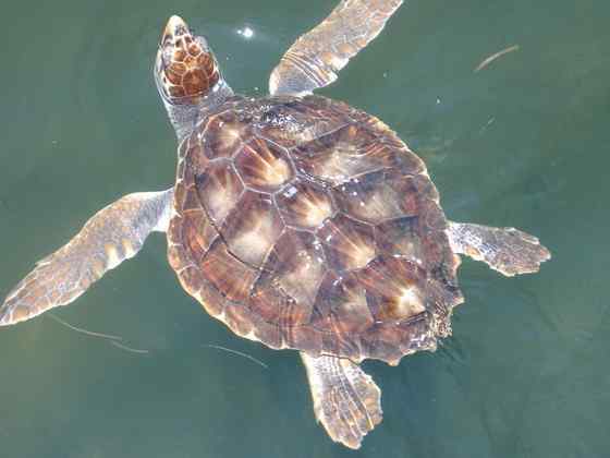 玳瑁是什么动物?一种海龟 玳瑁是什么动物?一种海龟