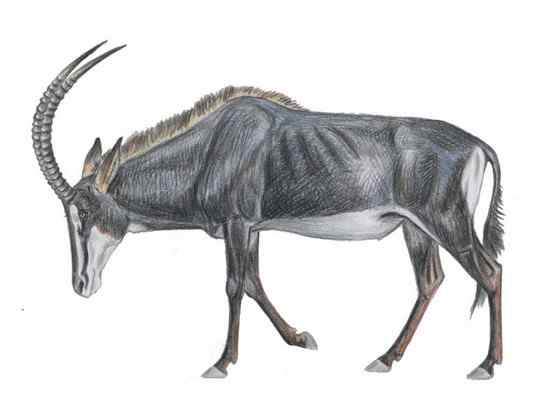 《封神演义》中闻太师的“墨麒麟” 貂羚 《封神演义》中闻太师的“墨麒麟” 貂羚