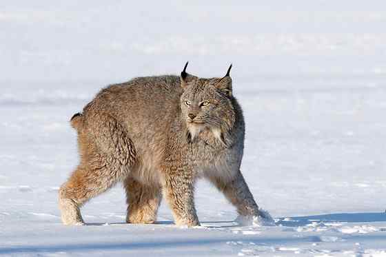 北美洲寒带地区的独行侠 加拿大猞猁 北美洲寒带地区的独行侠 加拿大猞猁