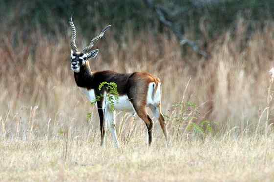 漂亮的羚羊  印度羚