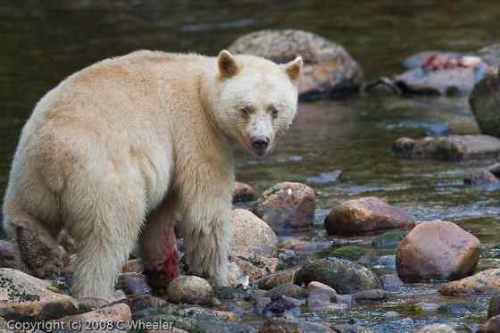 白灵熊 Kermode bear 白灵熊 Kermode bear