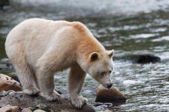 白灵熊 Kermode bear 白灵熊 Kermode bear