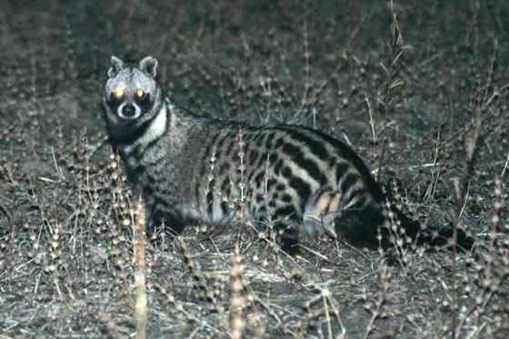 麝猫  恶臭的气味胜过臭鼬