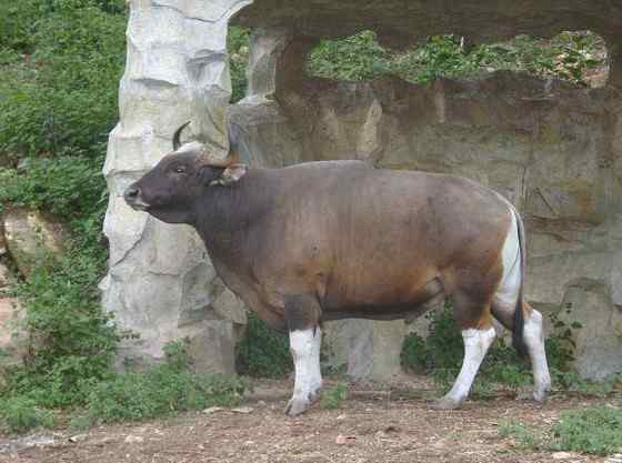 《西游记》中牛魔王的原型  白肢野牛
