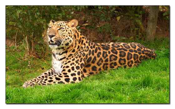 仅次于东北虎的大型猫科动物 远东豹 仅次于东北虎的大型猫科动物 远东豹