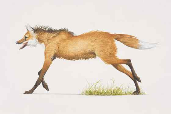 既像狐狸又像狼的奇特动物  鬃狼