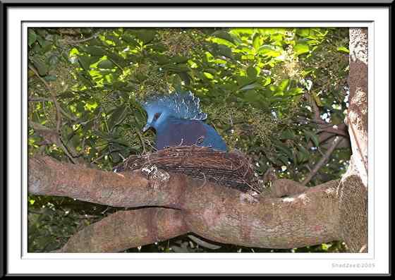 鸽子中的女王  凤冠鸠