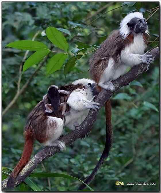 哥伦比亚热带雨林的棉顶狨 Saguinus Oedipus 哥伦比亚热带雨林的棉顶狨 Saguinus Oedipus