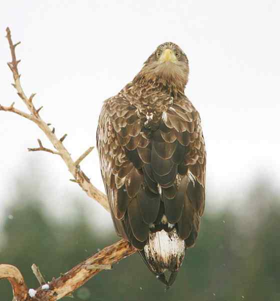 波兰国鸟白尾海雕 Haliaeetus albicilla
