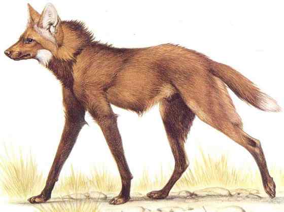 既像狐狸又像狼的奇特动物  鬃狼