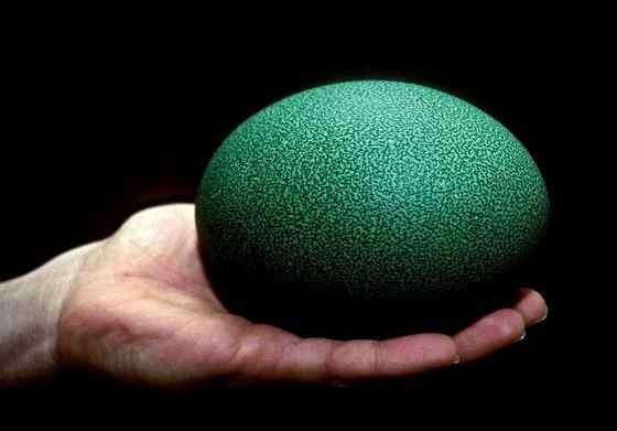 大型走禽——食火鸡(鹤鸵) 大型走禽——食火鸡(鹤鸵)