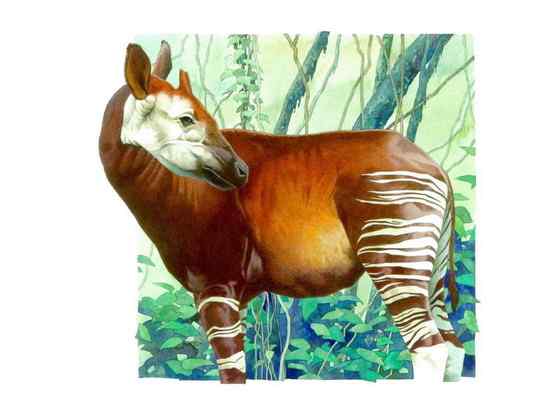 极度珍稀的霍加皮 长颈鹿的近亲 极度珍稀的霍加皮 长颈鹿的近亲