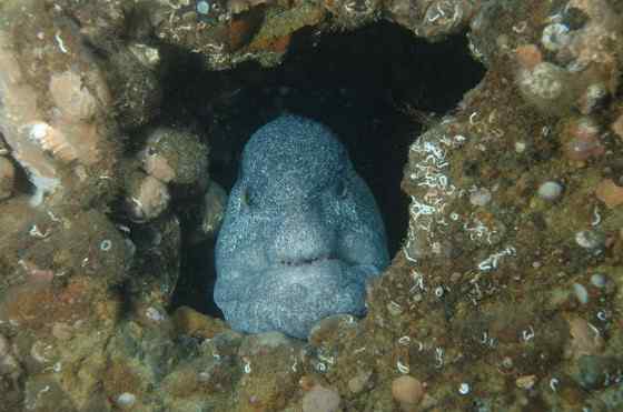 长相丑陋的怪鱼  狼鳗