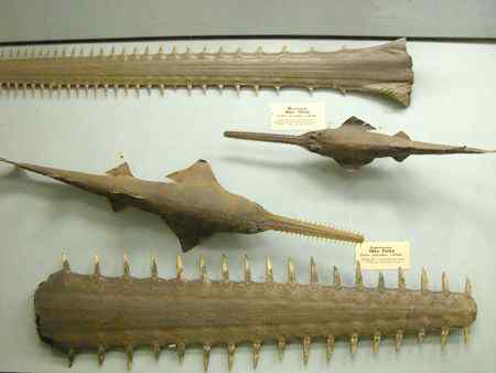 锯鳐 sawfish