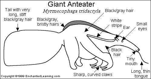 南美洲大食蚁兽