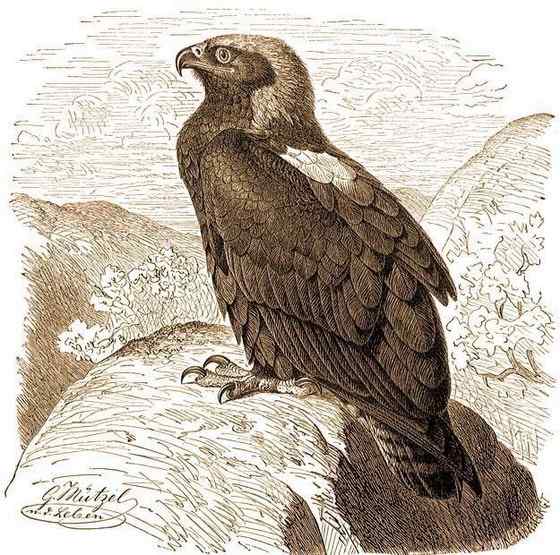 帝王鹰、御雕 白肩雕 帝王鹰、御雕 白肩雕