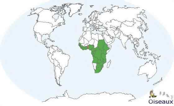 200万年前就吃人的猛禽  冕雕